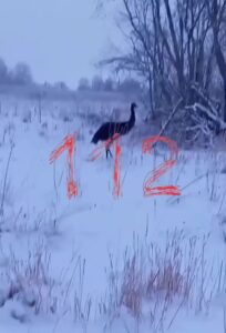 Страус сбежал с частной фермы в Ленобласти и заставил хозяйку устроить «веселые» забеги, чтобы поймать его.