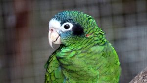 В Индии полиция предотвратила незаконный вывоз более 600 попугаев редких пород