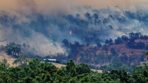 Более 300 тысяч гектаров леса сгорело в Австралии из-за аномальной жары