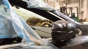 В Белоруссии таможенники нашли енота в прибывшем из США контейнере с машинами