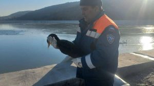 В Севастополе спасли вмерзших в лед на водозаборе двух лебедей и баклана