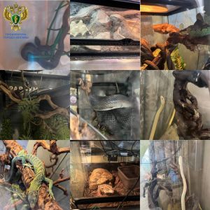 Из дома 16-летней девочки, которую укусила ядовитая куфия в Москве, вывезли целый зоопарк.