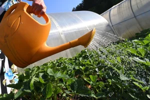 Владельцев дачных участков предупредили о возможных мошеннических атаках