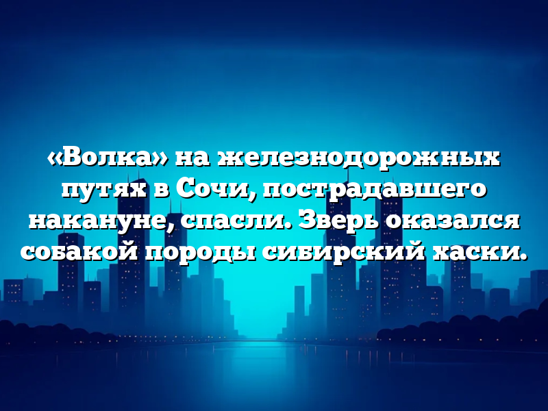 «Волка» на железнодорожных путях в Сочи, пострадавшего накануне, спасли. Зверь оказался собакой породы сибирский хаски.