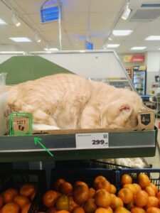 В Магнит завезли котиков на развес — за 1 кг пушистого просят 300 рублей