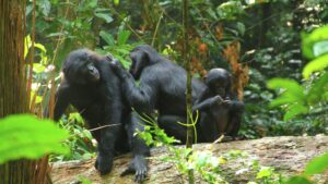 Science: эксперимент с бонобо Канзи доказал, что обезьяны обладают воображением