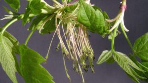 Биолог Кожин: американский клен опасен для арктических экосистем