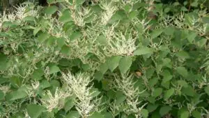 РИА Новости: рейнутрия богемская потенциально опасна для средней полосы России