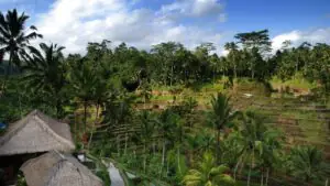 На Бали нашли расчлененное тело, которое может принадлежать пропавшему украинцу