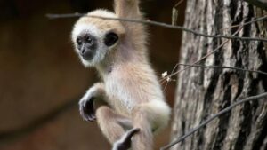 В Ленинградском зоопарке у пары белоруких гиббонов 10 января родился детеныш