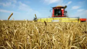 Ильюшин: доля зерновых в российском экспорте продукции АПК составила 30%