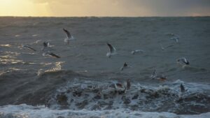 Крюков: ледяное поле у Бакальской косы в Крыму может увеличиться