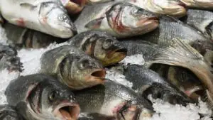 РИА Новости: сельдь и треска стали самыми подешевевшими рыбами в 2025 году