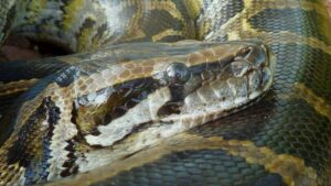 Питон «Баронесса» внесен в Книгу рекордов Гиннесса как самая длинная дикая змея