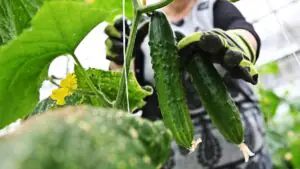 Хорошилов: выращивание огурцов на даче поможет сократить вредные выбросы