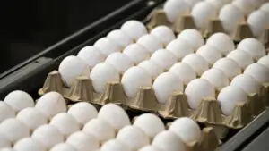 Berliner Zeitung: импортируемые в ЕС с Украины яйца содержат следы антибиотиков