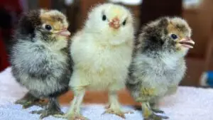 В России выяснили, нужно ли кормить цыплят антибиотиками