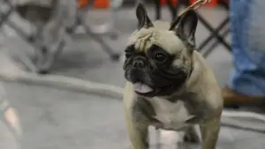 Лукоянова: мопсы и бульдоги чаще других собак страдают от теплового удара