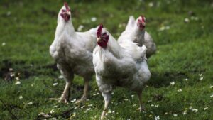 Ученые КБГУ предложили улучшать почву куриным пометом с бактериями