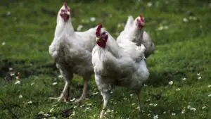 Ученые КБГУ предложили улучшать почву куриным пометом с бактериями