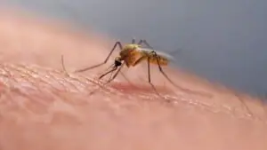 Будиман: на Бали растет число комаров-переносчиков опасного вируса денге