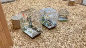 В Кудрово выживших после отравления попугаев вернули в контактный зоопарк