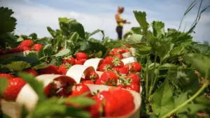 Когда начинается сезон клубники в 2026 году в России: выбор, сорта и польза