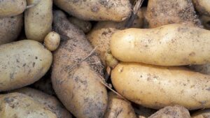 РИА Новости: картофель стал самым подешевевшим за год продуктом в России