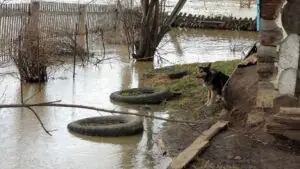 В Сибири талые воды начали подтапливать жилые дома и приусадебные участки