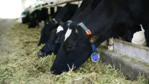 Euractiv: Европейские фермеры начали преждевременно расходовать зимние корма