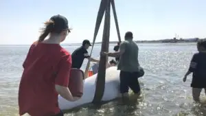 В Хабаровском крае спасли двух застрявших на мели белух и троих детенышей